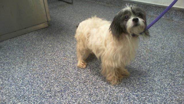 Shelter Stray Female Dog last seen CHARLOTTE, 8315 Byrum Dr, Charlotte, NC 28217, USA