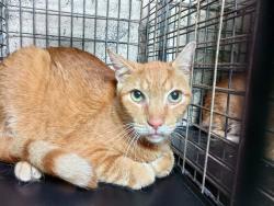 Shelter Stray Male Cat last seen Near BLOCK NW 59 WY, SUNRISE FL 33313, 2400 SW 42nd St, Fort Lauderdale, FL 33312, USA