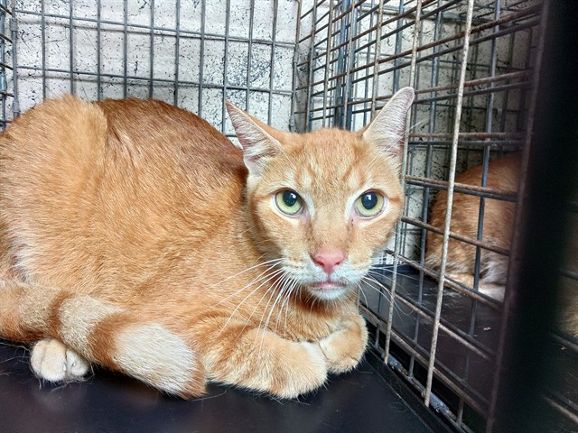 Shelter Stray Male Cat last seen Near BLOCK NW 59 WY, SUNRISE FL 33313, 2400 SW 42nd St, Fort Lauderdale, FL 33312, USA