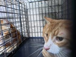 Shelter Stray Unknown Cat last seen Near BLOCK NW 59 WY, SUNRISE FL 33313, 2400 SW 42nd St, Fort Lauderdale, FL 33312, USA
