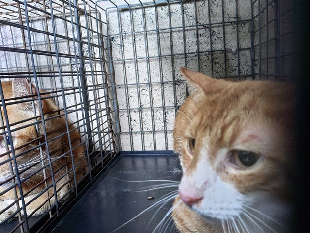 Shelter Stray Unknown Cat last seen Near BLOCK NW 59 WY, SUNRISE FL 33313, 2400 SW 42nd St, Fort Lauderdale, FL 33312, USA