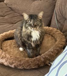 Reunited Female Cat last seen 51st Avenue East - Autumn Woods neighborhood, Pierce County, WA 98387