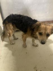 Shelter Stray Male Dog last seen Near BLOCK LIERLY AVE, TAFT CA 93268, 3951 Fruitvale Ave, Bakersfield, CA 93308, USA