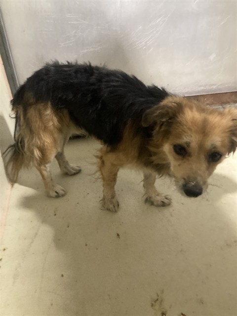 Shelter Stray Male Dog last seen Near BLOCK LIERLY AVE, TAFT CA 93268, 3951 Fruitvale Ave, Bakersfield, CA 93308, USA