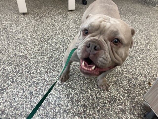 Shelter Stray Female Dog last seen Near BLOCK N ACADEMY BLVD, COLORADO SPRINGS CO 80909, 610 Abbot Ln, Colorado Springs, CO 80905, USA
