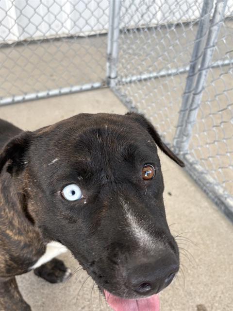 Shelter Stray Male Dog last seen MARCEL DR, KEENE CA 93531, 3951 Fruitvale Ave, Bakersfield, CA 93308, USA