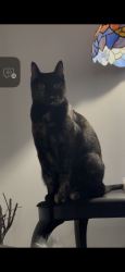 Lost Female Cat last seen Deville Dr & Catchin Dr, North Richland Hills, TX 76180