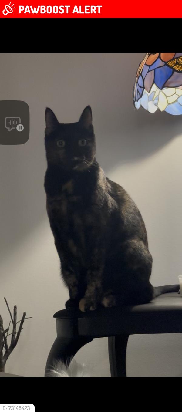 Lost Female Cat last seen Deville Dr & Catchin Dr, North Richland Hills, TX 76180