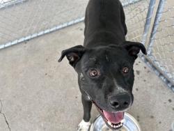 Shelter Stray Male Dog last seen MARCEL DR, KEENE CA 93531, 3951 Fruitvale Ave, Bakersfield, CA 93308, USA