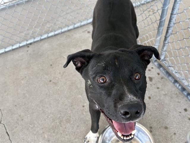 Shelter Stray Male Dog last seen MARCEL DR, KEENE CA 93531, 3951 Fruitvale Ave, Bakersfield, CA 93308, USA