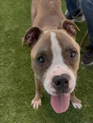 Shelter Stray Male Dog last seen , 1850 W 60th St, Los Angeles, CA 90047, USA