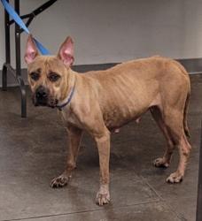 Shelter Stray Female Dog last seen , 1850 W 60th St, Los Angeles, CA 90047, USA
