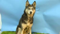 Shelter Stray Female Dog last seen , 216 W Victoria St, Gardena, CA 90248, USA