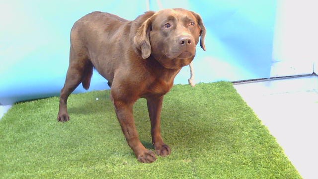Shelter Stray Female Dog last seen , 216 W Victoria St, Gardena, CA 90248, USA