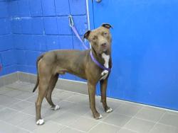 Shelter Stray Male Dog last seen ALAMEDA & BARSTOW, 8920 Lomas Blvd NE, Albuquerque, NM 87112, USA