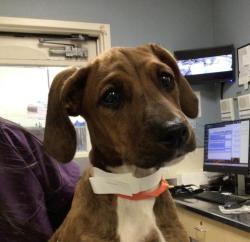 Shelter Stray Female Dog last seen Near BLOCK 56TH ST, JURUPA VALLEY CA, 6851 Van Buren Boulevard, Jurupa Valley, CA 92509, USA