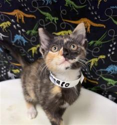 Shelter Stray Female Cat last seen Near BLOCK MENNES AVE, JURUPA VALLEY CA 92509, 6851 Van Buren Boulevard, Jurupa Valley, CA 92509, USA