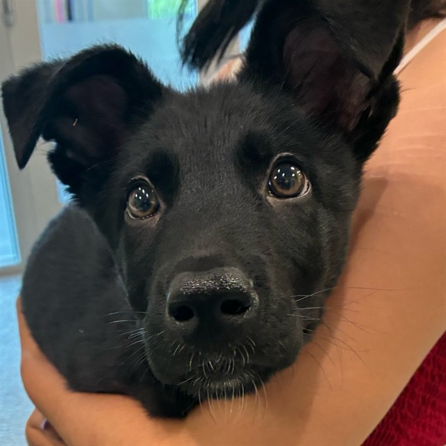 Shelter Stray Male Dog last seen Near BLOCK COLORADO BLVD, 12155 Park Blvd, Brighton, CO 80601, USA