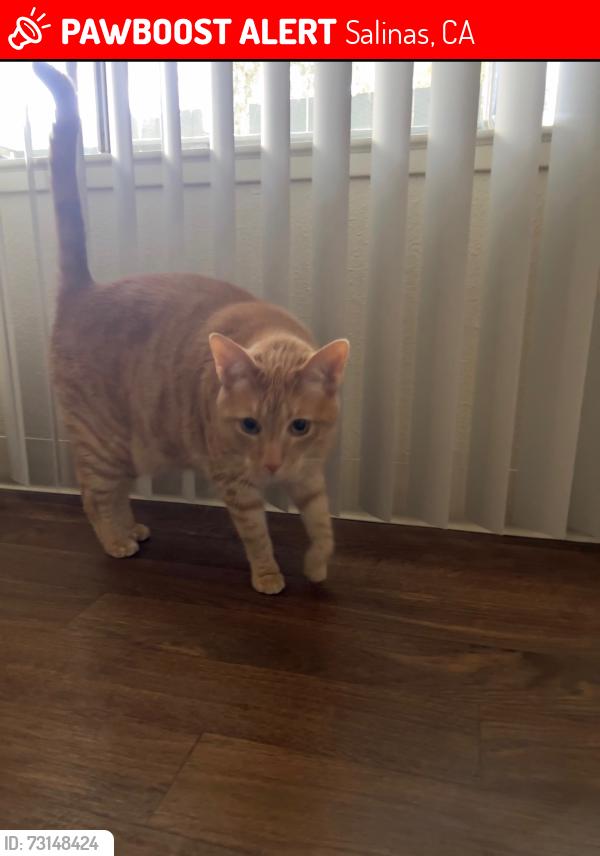 Lost Female Cat last seen North main and Russell, Salinas, CA 93906