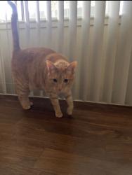 Lost Female Cat last seen North main and Russell, Salinas, CA 93906