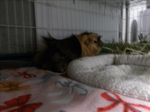 Shelter Stray Male Other last seen , 11361 W Pico Blvd, Los Angeles, CA 90064, USA