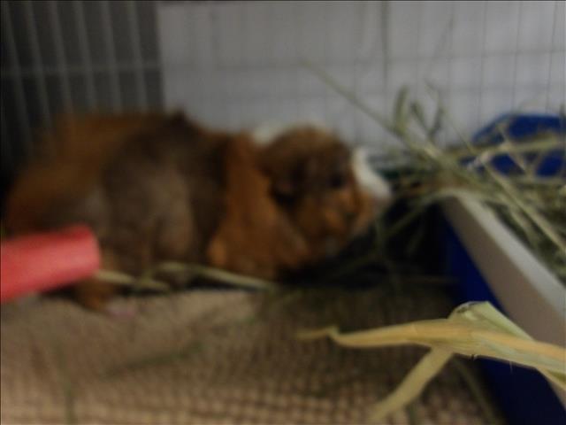 Shelter Stray Male Other last seen , 11361 W Pico Blvd, Los Angeles, CA 90064, USA