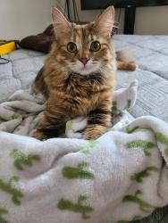 Lost Female Cat last seen Not sure college area on kathleen all that area in the alley ways all that, Greater Sudbury, ON P3C 2N1