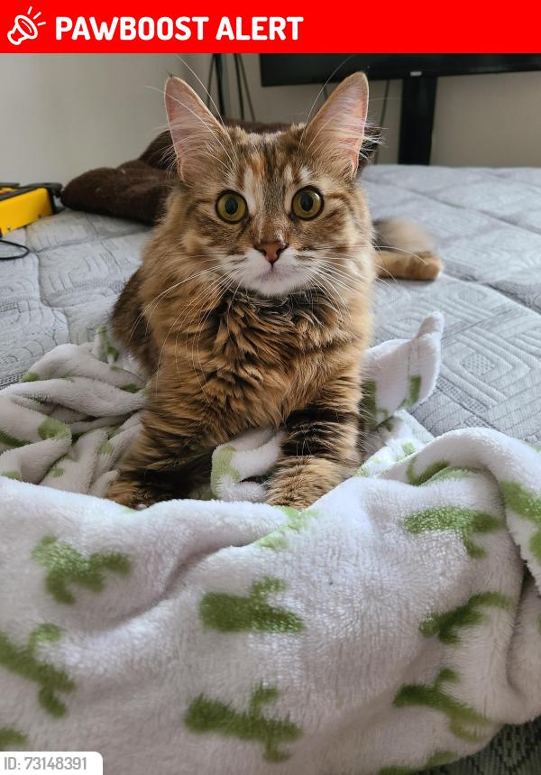 Lost Female Cat last seen Not sure college area on kathleen all that area in the alley ways all that, Greater Sudbury, ON P3C 2N1