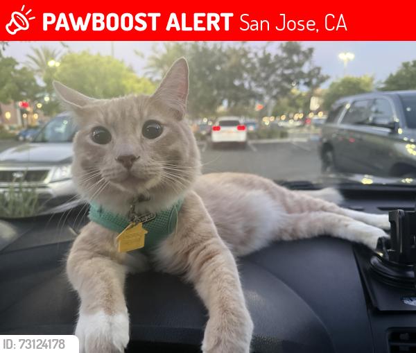 Lost Male Cat last seen Mountain Hamilton view San Jose, CA, San Jose, CA 95116
