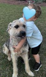 Lost Male Dog last seen Saint George, Saint George, SC 29477