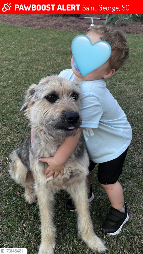 Lost Male Dog last seen Saint George, Saint George, SC 29477