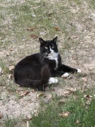 Found/Stray Unknown Cat last seen Behind hse, Danbury, CT 06810