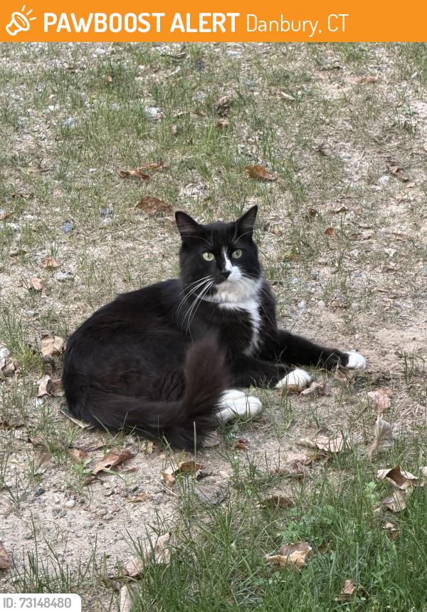 Found/Stray Unknown Cat last seen Behind hse, Danbury, CT 06810