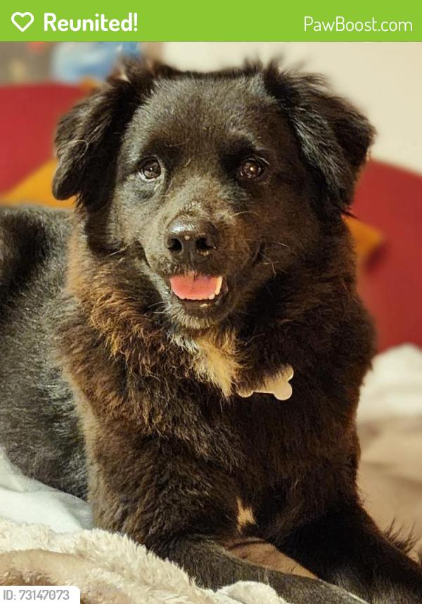 Reunited Female Dog last seen Shannon Village, Rome, GA 30161