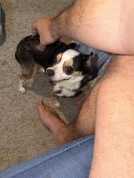 Reunited Female Dog last seen Near falcon creek drive, Suwanee, GA 30024