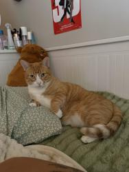 Lost Male Cat last seen Michigan Ave, St. Cloud, FL 34772