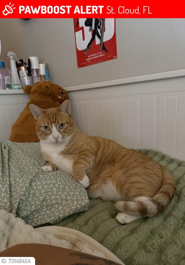 Lost Male Cat last seen Michigan Ave, St. Cloud, FL 34772