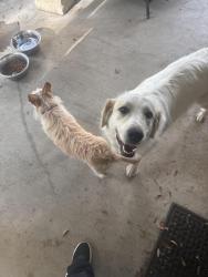 Found/Stray Female Dog last seen Near fm 3048, Cleburne, TX 76031