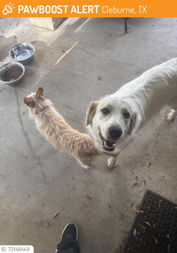 Found/Stray Female Dog last seen Near fm 3048, Cleburne, TX 76031