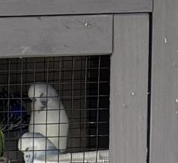 Lost Unknown Bird last seen Eddystone Lane, Virginia Beach, VA 23464