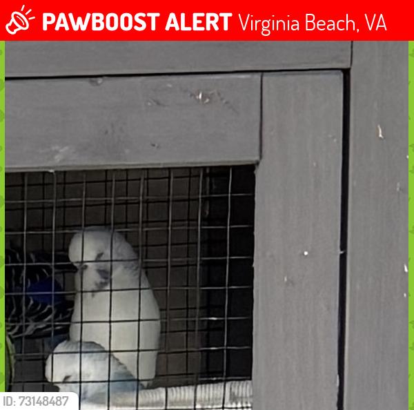Lost Unknown Bird last seen Eddystone Lane, Virginia Beach, VA 23464