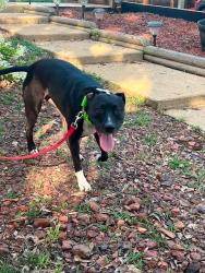 Reunited Female Dog last seen Edwards Rd off hickory nut rd, Spartanburg County, SC 29349
