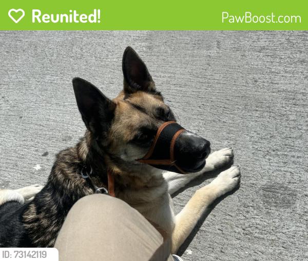 Reunited Male Dog last seen Seattle, Bremerton, WA 98337
