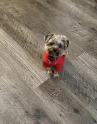 Reunited Male Dog last seen Colonel Dr in Killeen, Killeen, TX 76549
