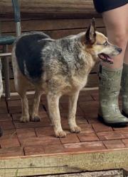 Reunited Female Dog last seen Old villa rica rd, Cobb County, GA 30064