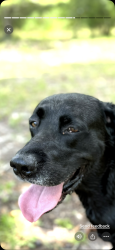 Lost Male Dog last seen Tower elgin sc, Rush Rd, SC 29054