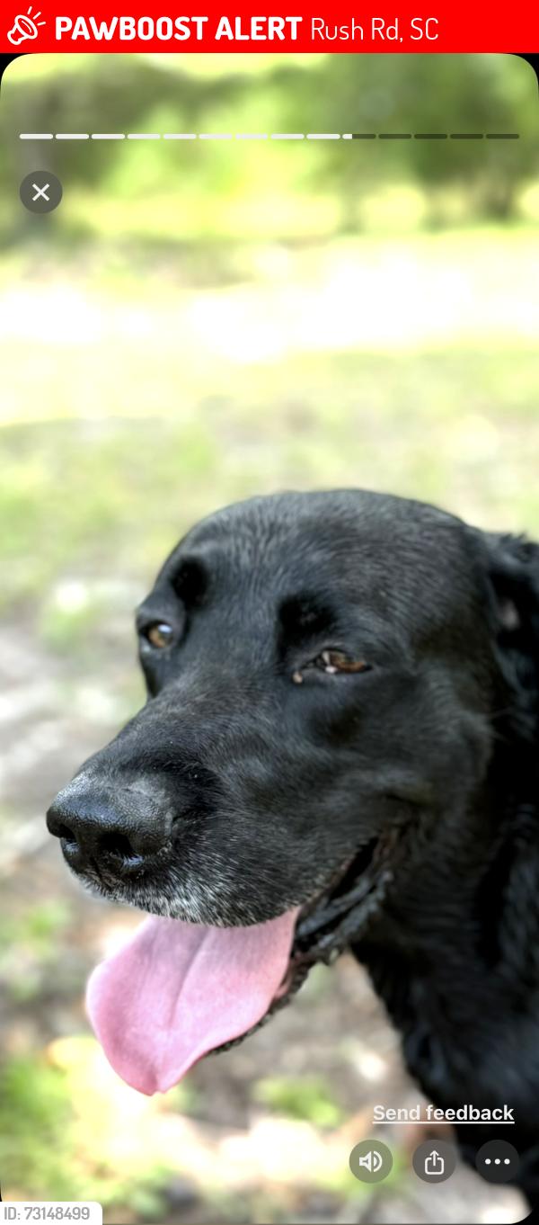 Lost Male Dog last seen Tower elgin sc, Rush Rd, SC 29054