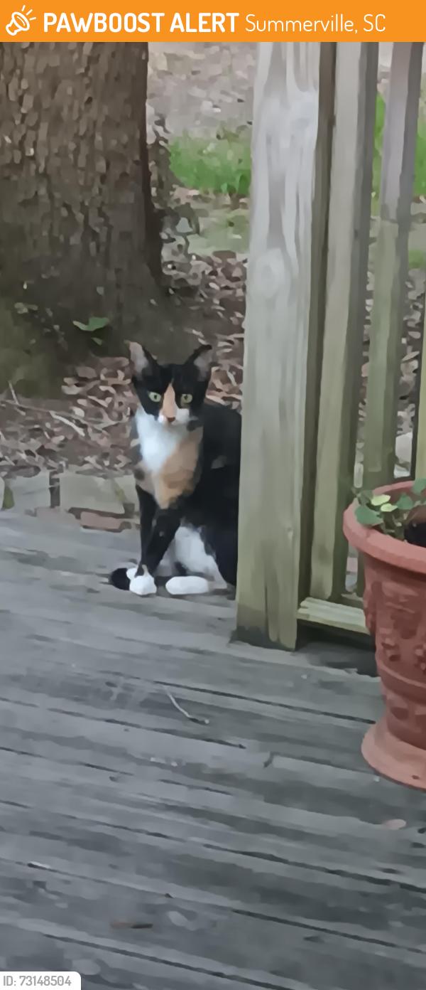 Found/Stray Unknown Cat last seen Newington plantation, Summerville, SC 29485
