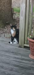 Found/Stray Unknown Cat last seen Newington plantation, Summerville, SC 29485