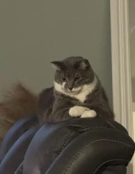 Lost Male Cat last seen Denver, Thornton, CO 80260